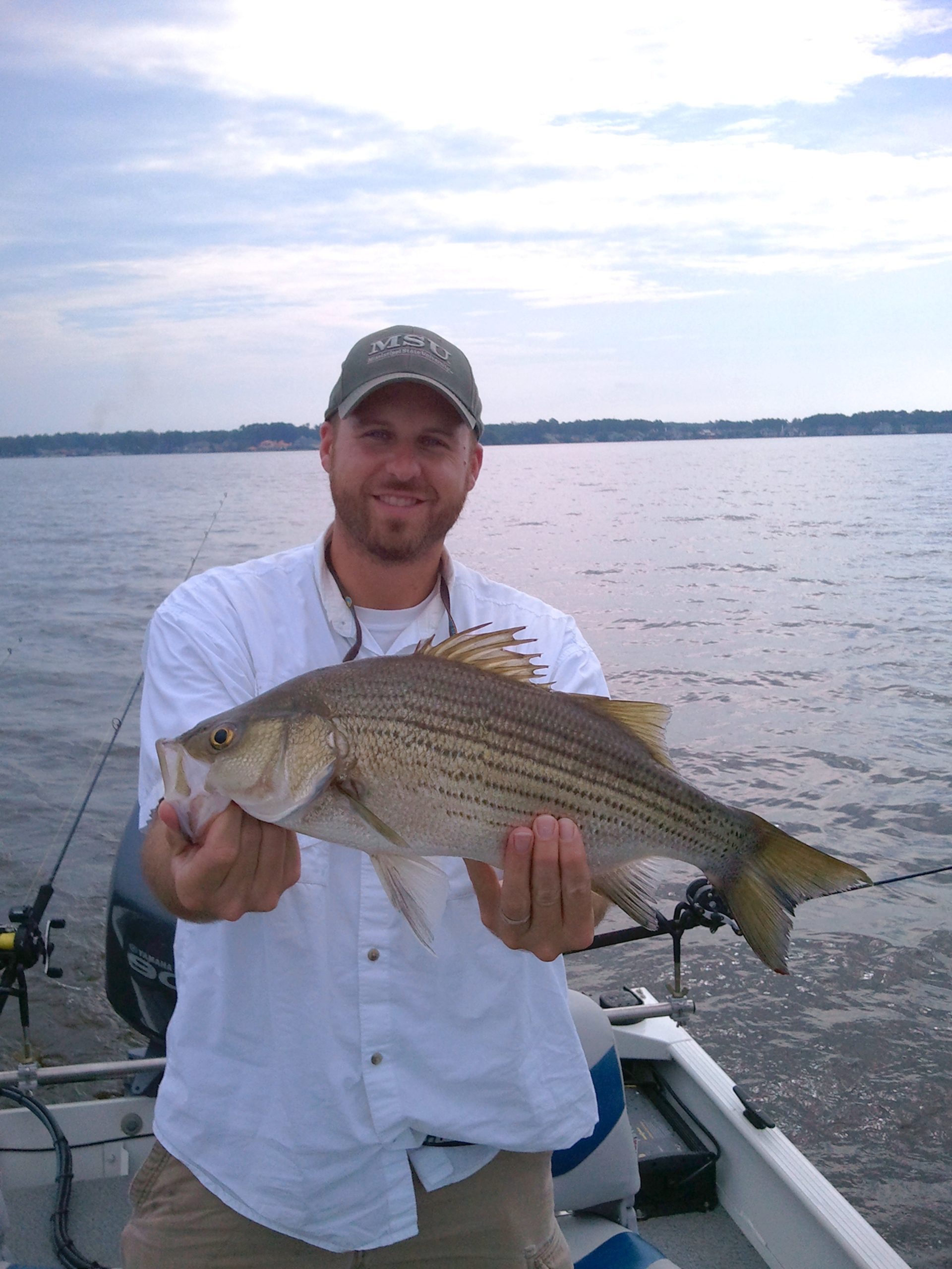 Gulfstrain striped bass at Ross Reservoir