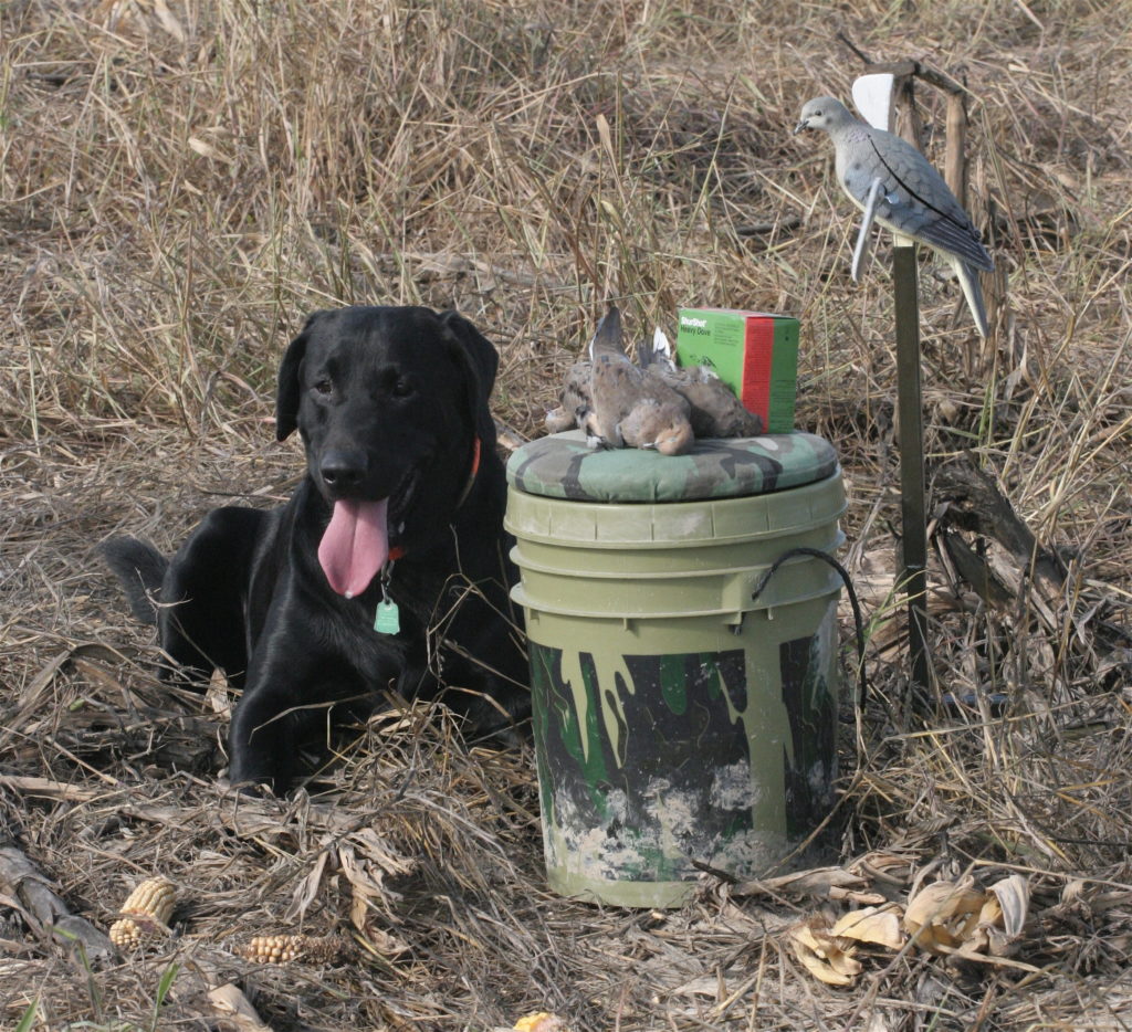 Traditional opening morning Mississippi dove hunts unavailable