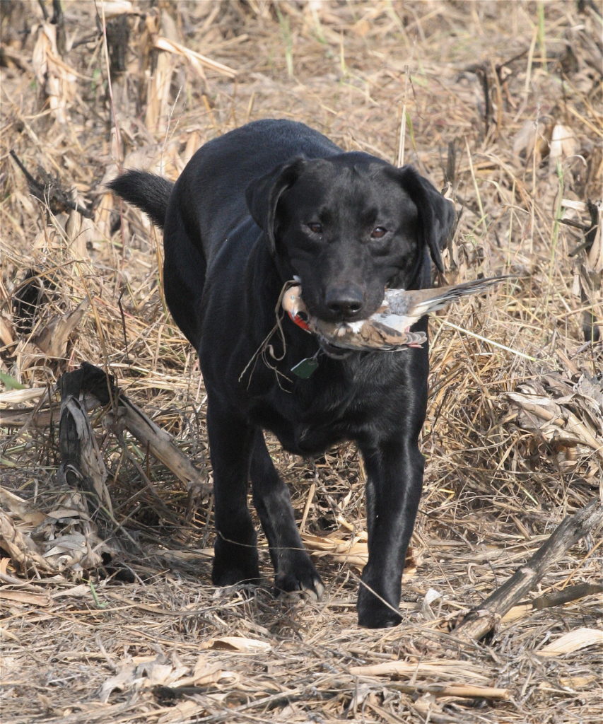 Mississippi alligator and dove hunting seasons approaching quickly