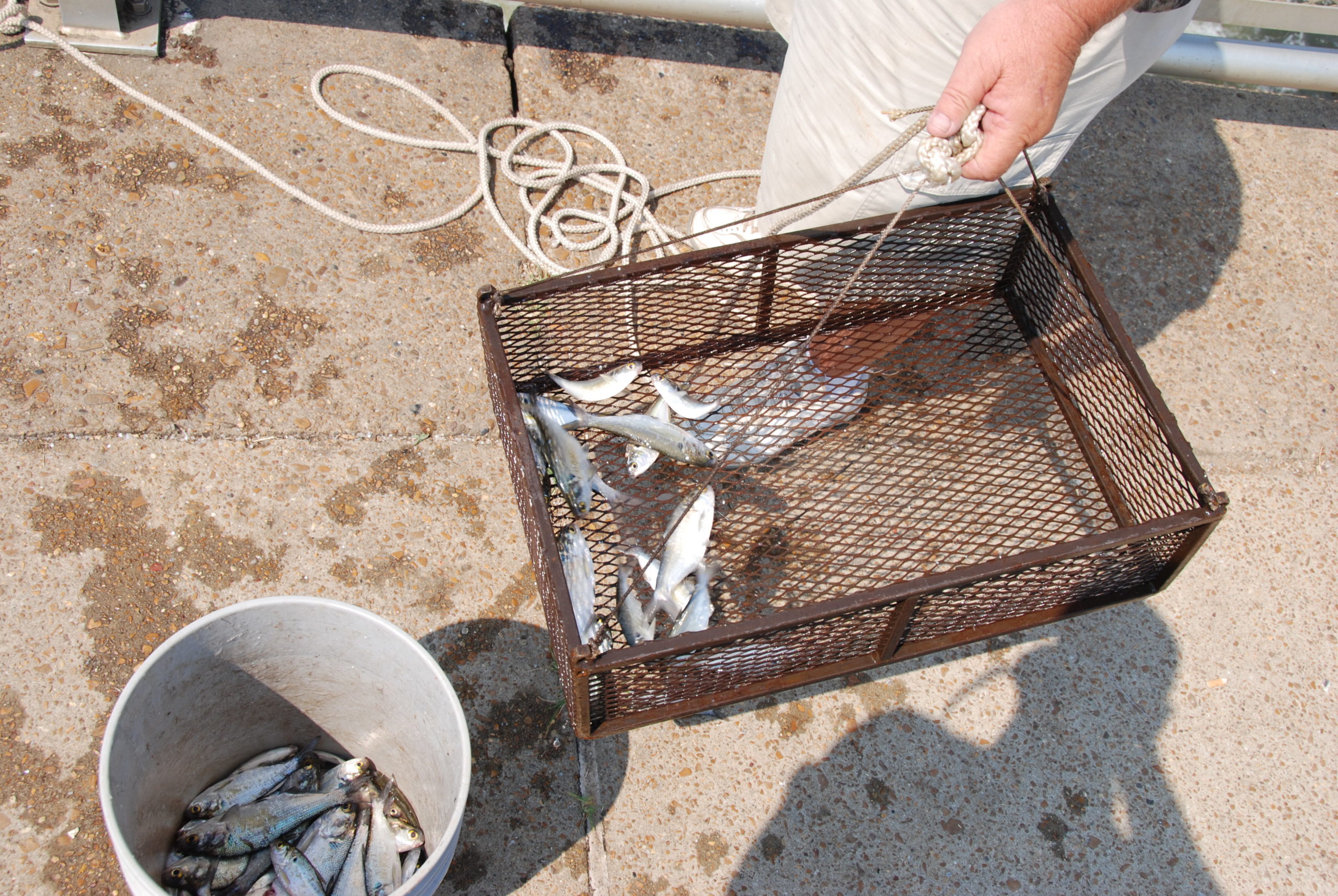 David Wall feels it's a waste of time to fish for catfish at Grenada Lake  without shad for bait. He catches plenty using a metal basket lowered into  the tailrace water below