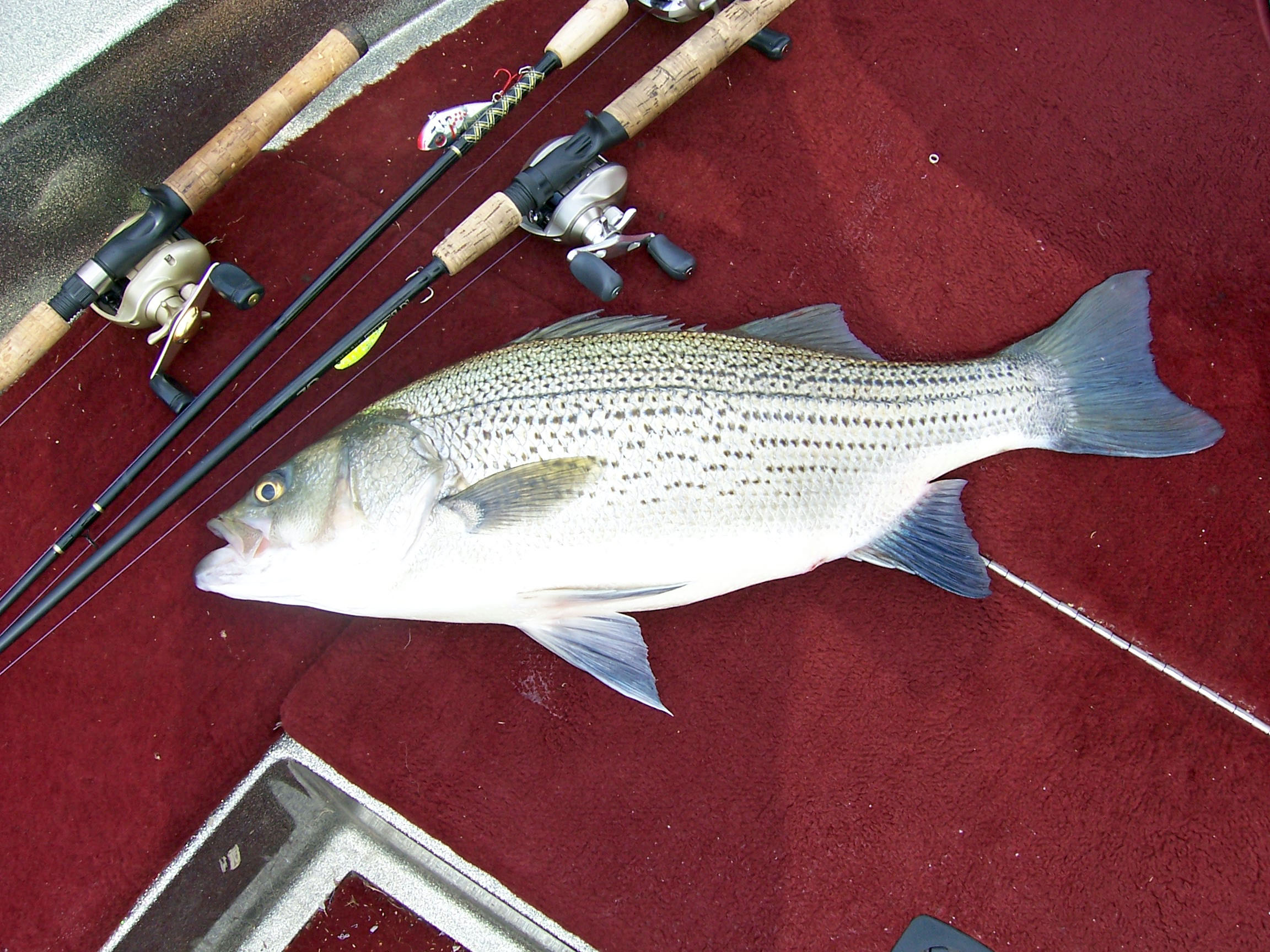 A hybrid striped bass (a.k.a. sunshine bass) lies on the deck of Bob Ponds'  boat. The hybrid is a cross between a female white bass and a male  Gulf-strain striper. - Mississippi