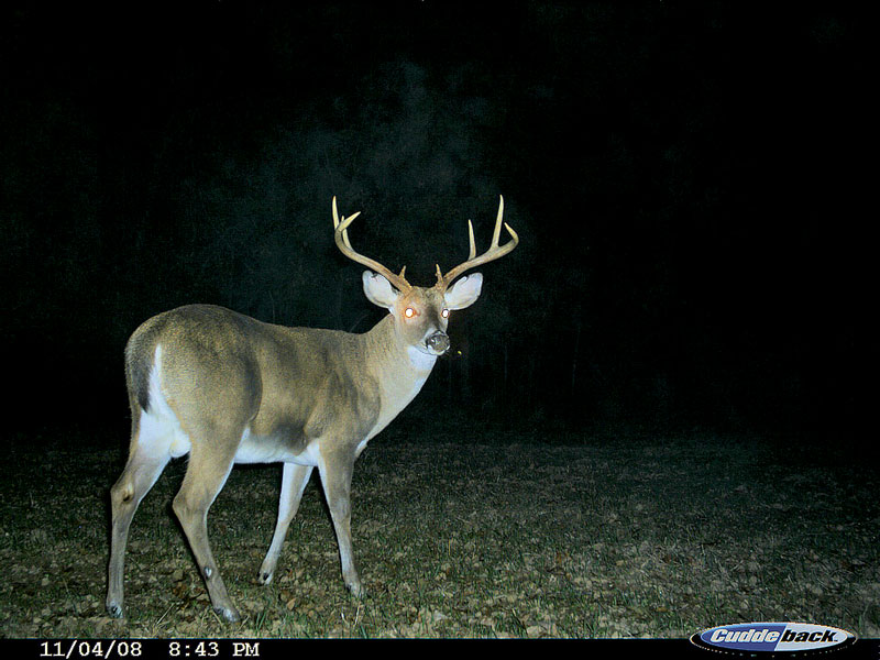 TrailCamDeer02 Mississippi Sportsman