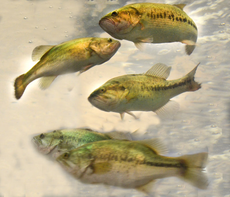 BogueHomabass Mississippi Sportsman