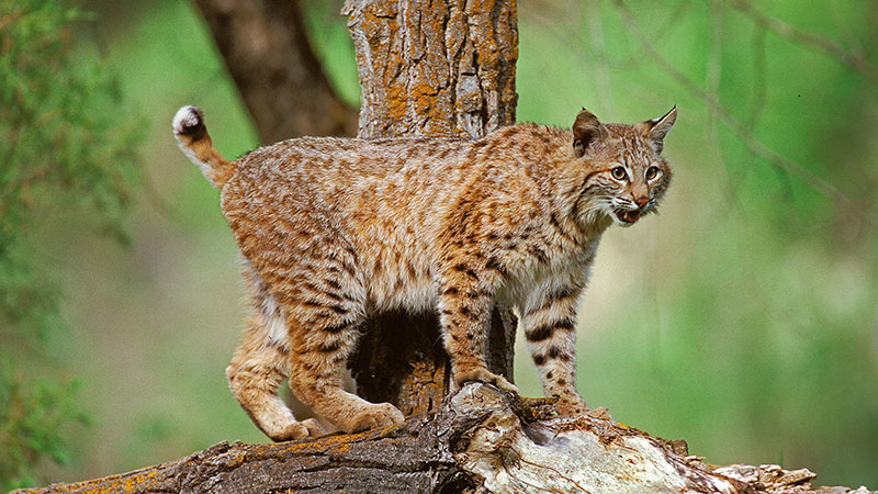 Species Spotlight: Bobcat - Mississippi Sportsman